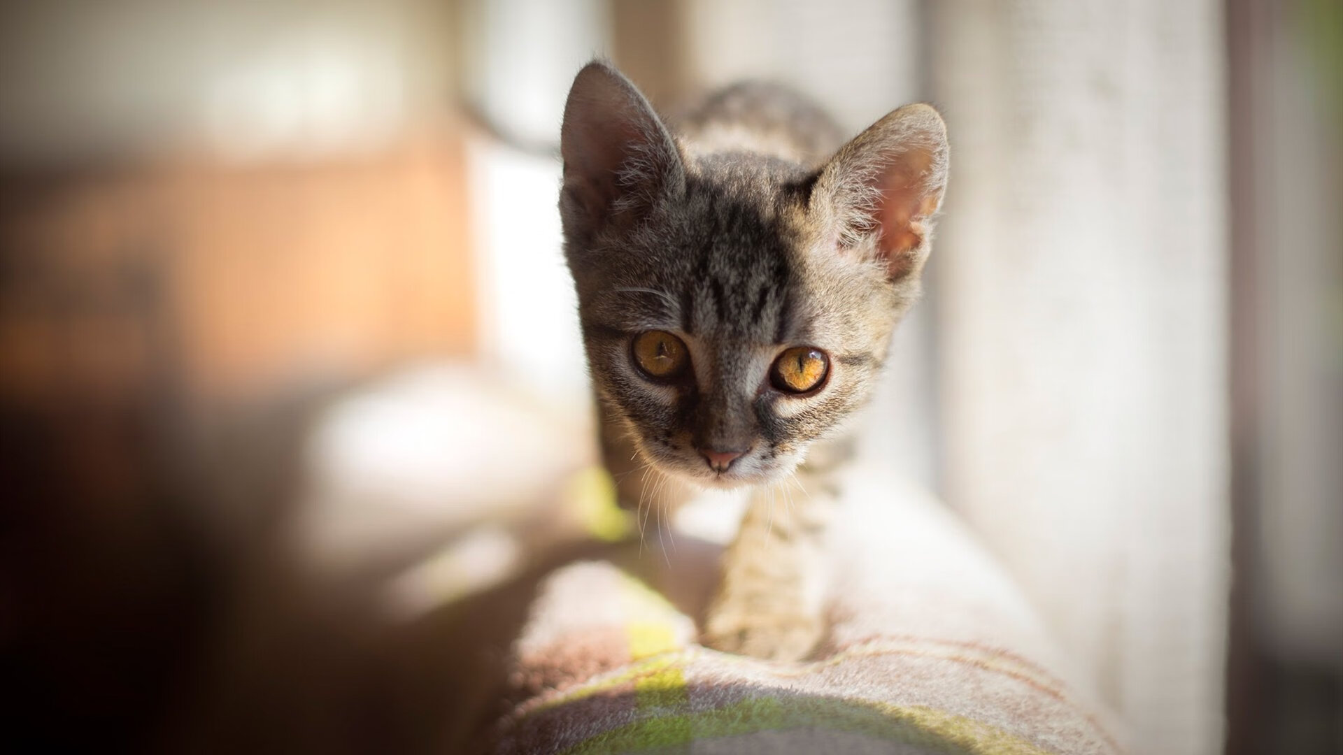 “直线狂飙:极速直冲带来的狂热体验”,直板狂飙8测评