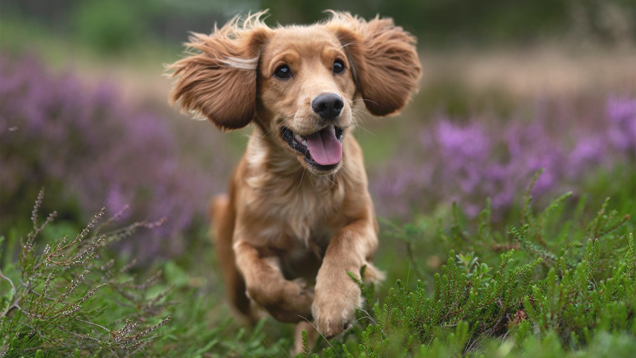 “青训基地引进国际先进训练设备,提升青少年技术水平”,青训训练营是什么