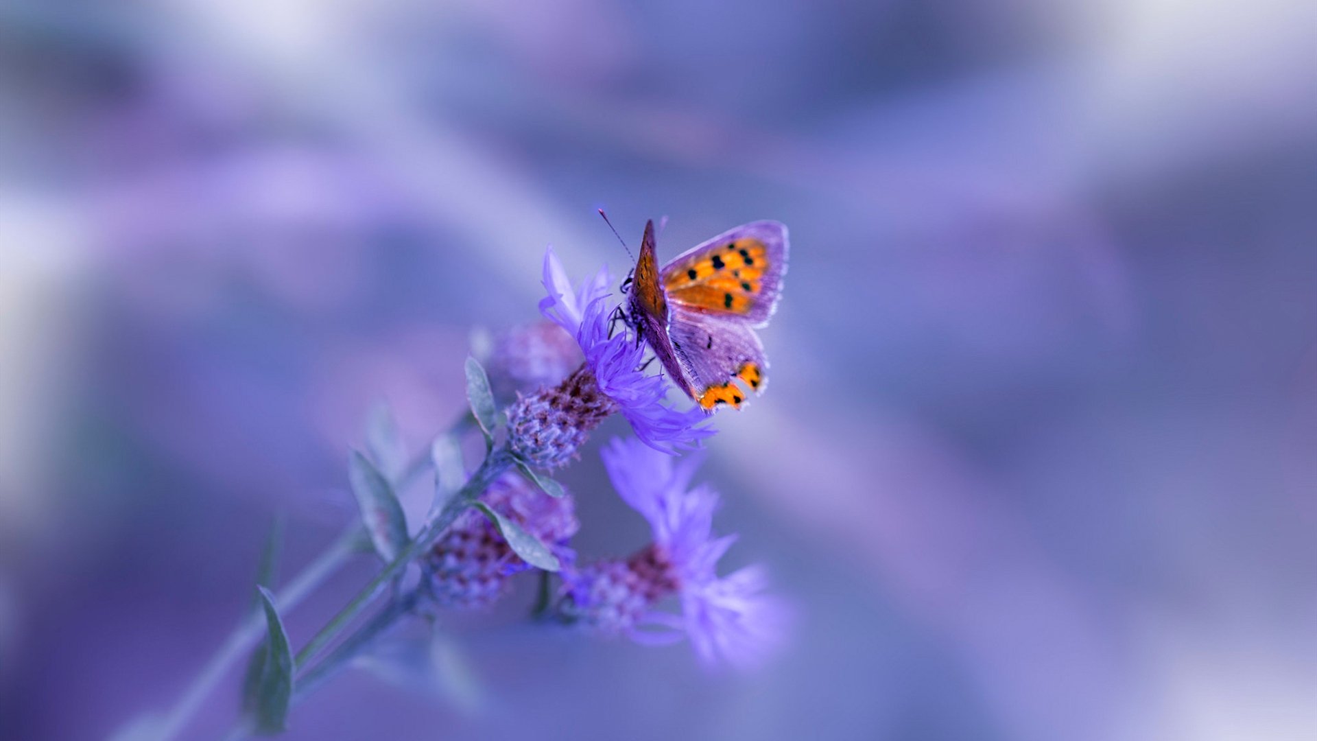 乌拉圭队门将穆斯莱拉在巴黎奥运会上展现出高水平的扑救能力,乌拉圭何塞穆希卡