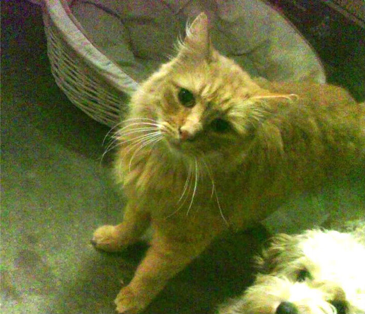 华体会hthapp下载入口-夜空下的星光骑行，浪漫又刺激的运动体验，夜晚骑行的简单说说