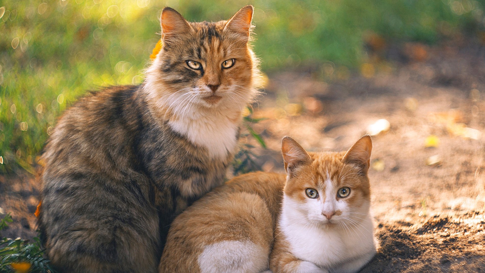 足球基础设施建设纳入城市规划,足球改革试点城市方案