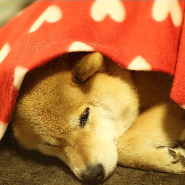 华体会hth官网-佛罗伦萨负于对手，客场憾失关键一战，佛罗伦萨队吧