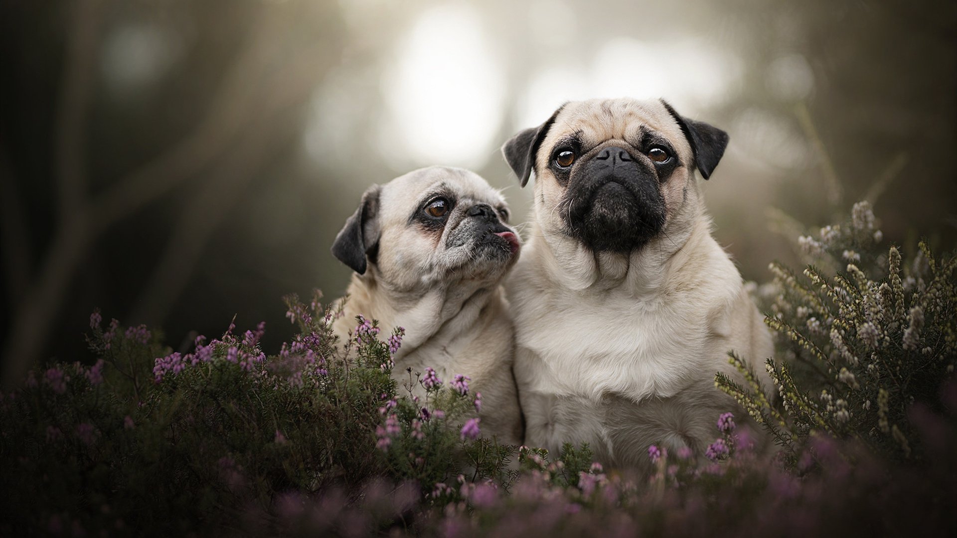 尼姆客场不敌对手,遗憾失去领先优势,尼姆是谁
