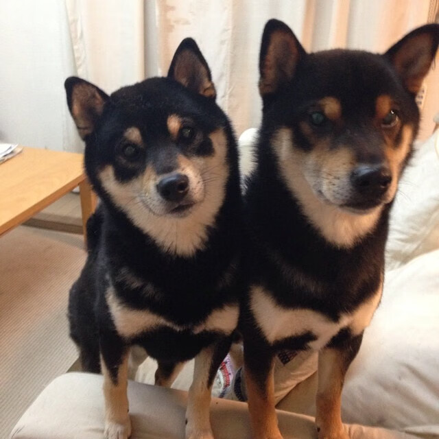 华体会手机网站-广州龙狮年轻球员赛场表现亮眼，广州龙狮最新注册球员