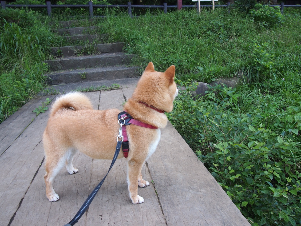 拜仁慕尼黑客场-战胜奥格斯堡,莱万破门,拜仁慕尼黑记录