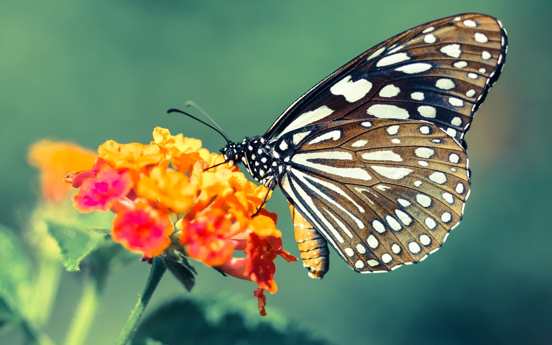 华体会在线下载-拜仁慕尼黑引进巴西新秀，转会窗口引关注，bay拜仁慕尼黑