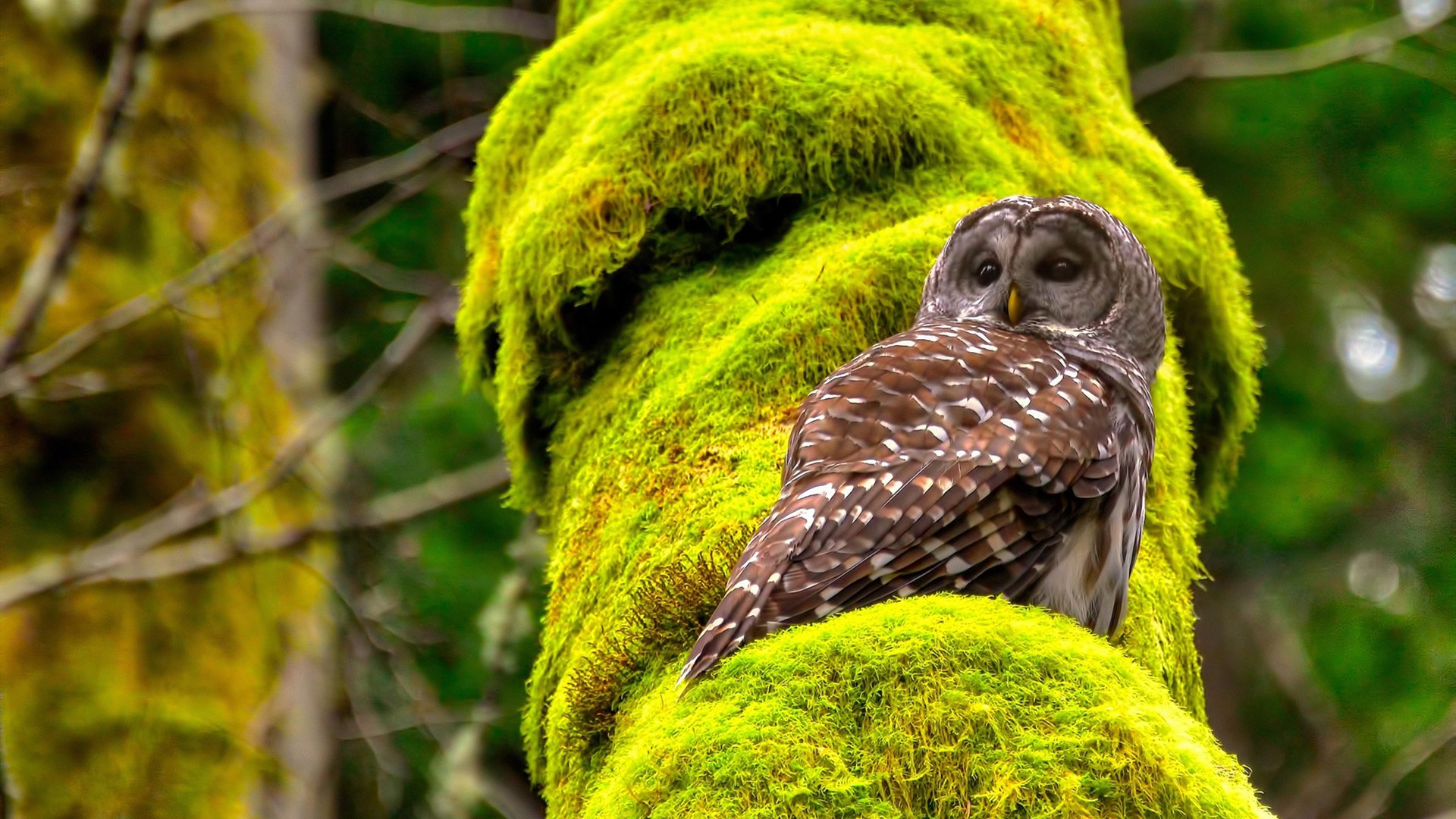 沃特福德遭遇惨败,保级形势岌岌可危,沃特福德ds