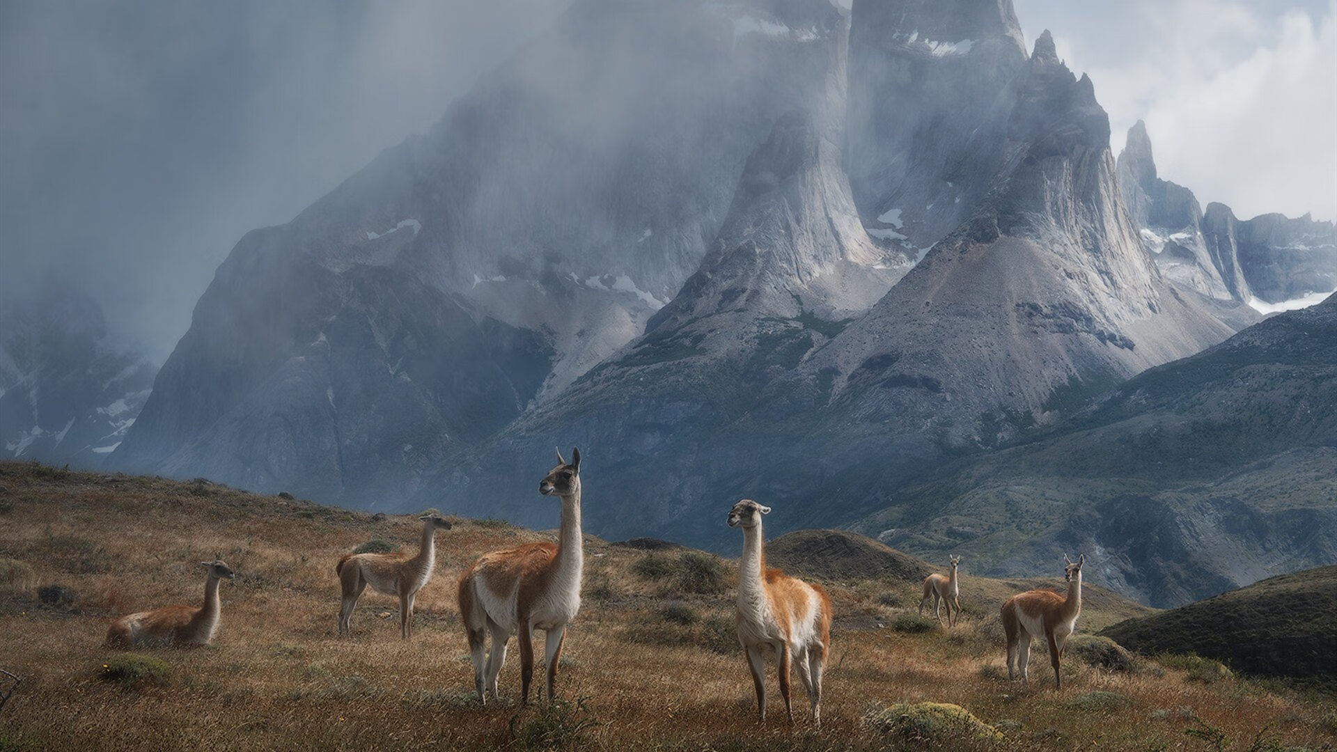 沃尔夫斯堡主场遭遇大败,危险走势,沃尔夫斯堡夺冠主力