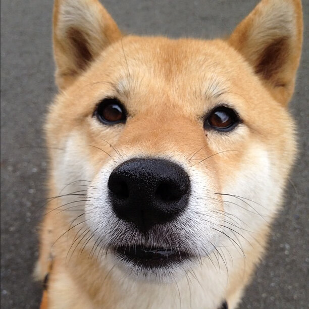 法国球员赛后鞠躬道歉:对不起球迷,法国队捧杯