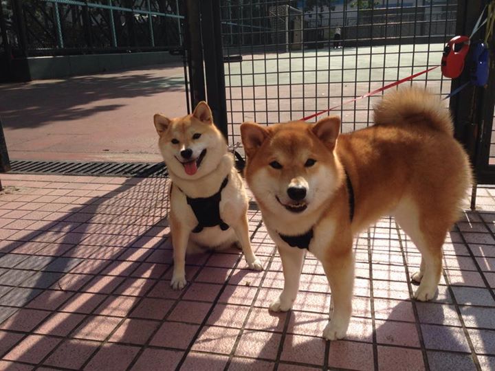 华体会手机网站-波兰战胜俄罗斯，晋级欧国杯半决赛，波兰队欧洲杯