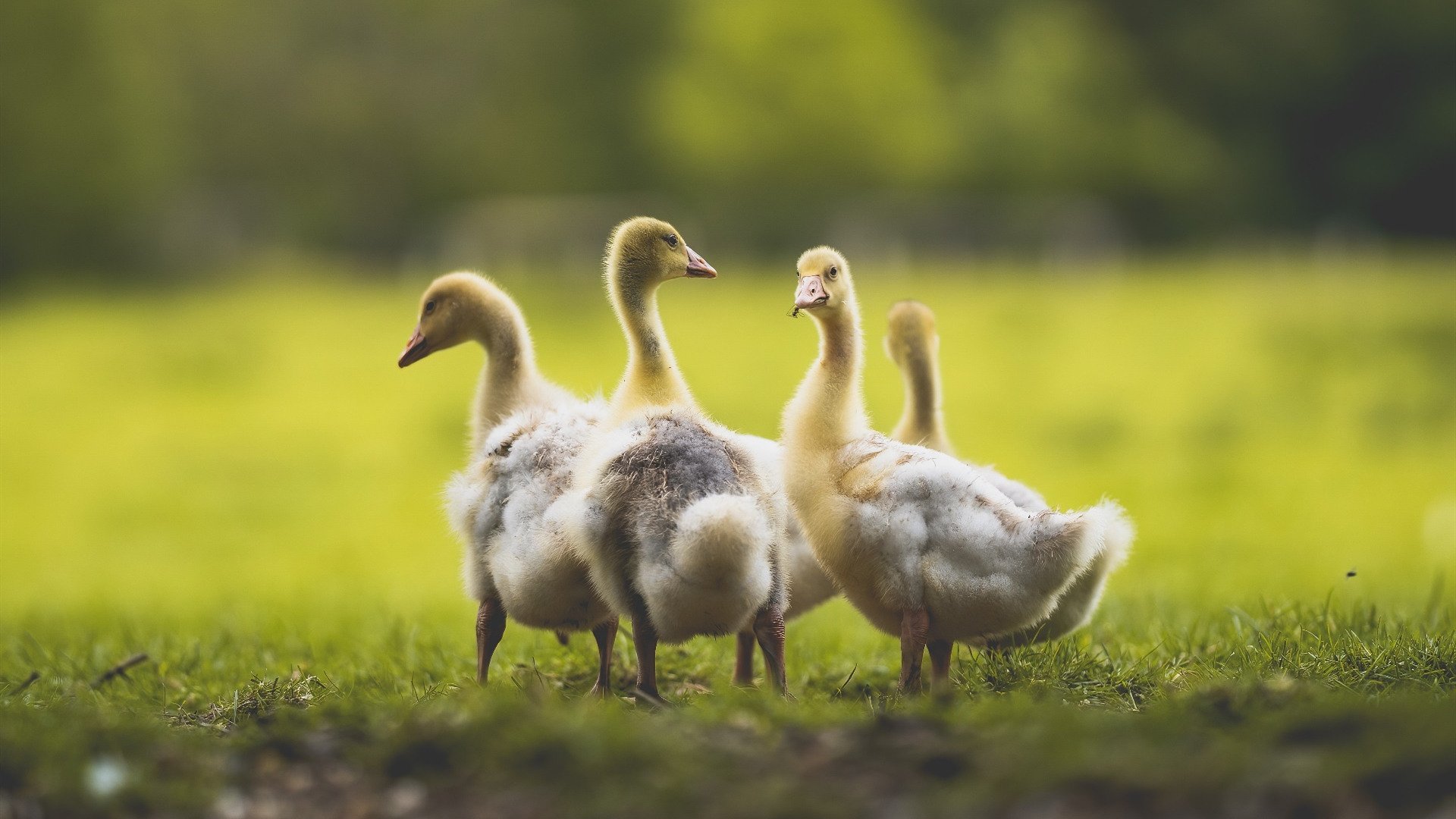 华体会hth平台下载-赛场风暴！女足赛事风云，烽火再燃誓夺胜利，女足比赛战况