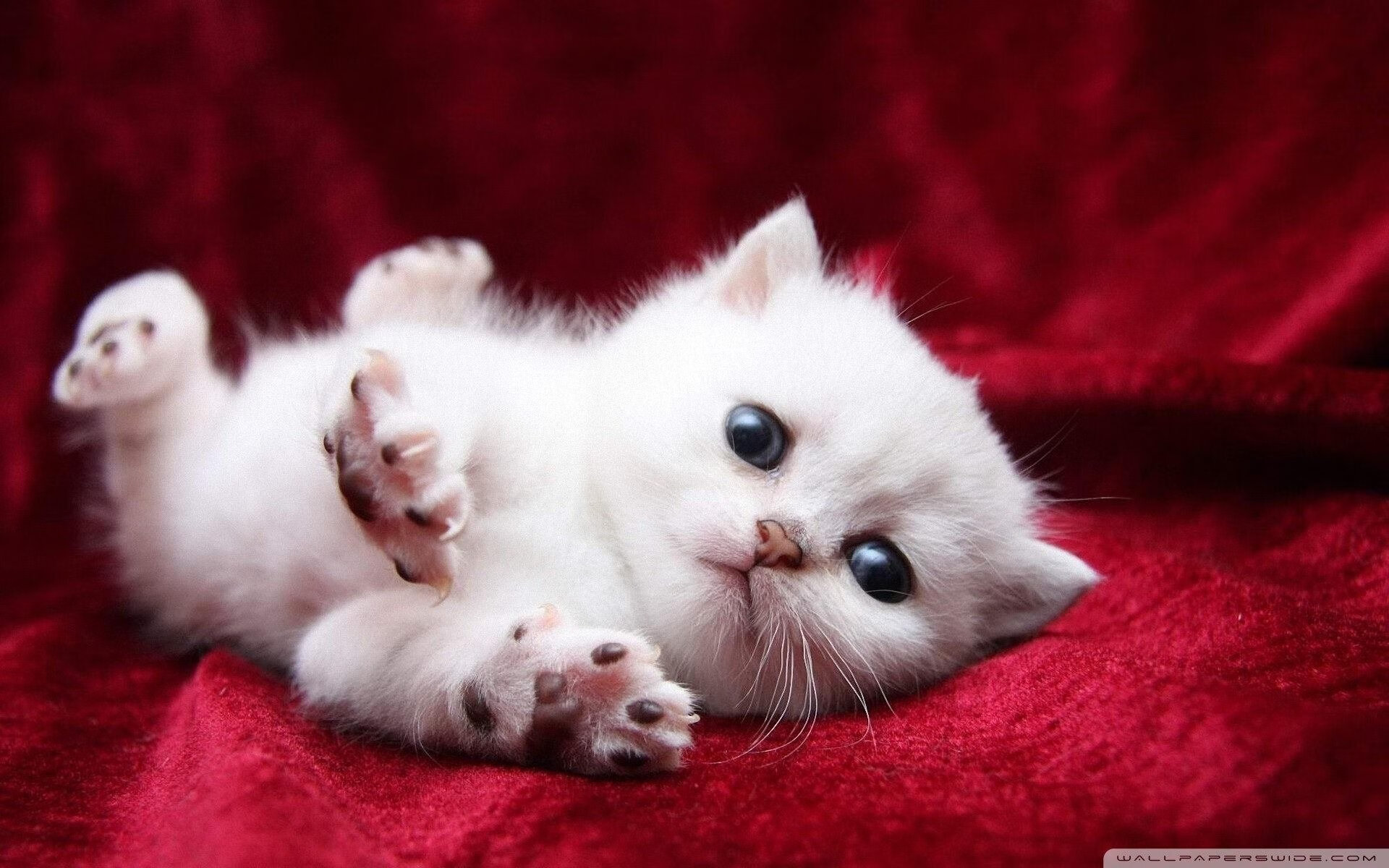 田径国家队教练团队实现多项目协作交流,田径国家队训练