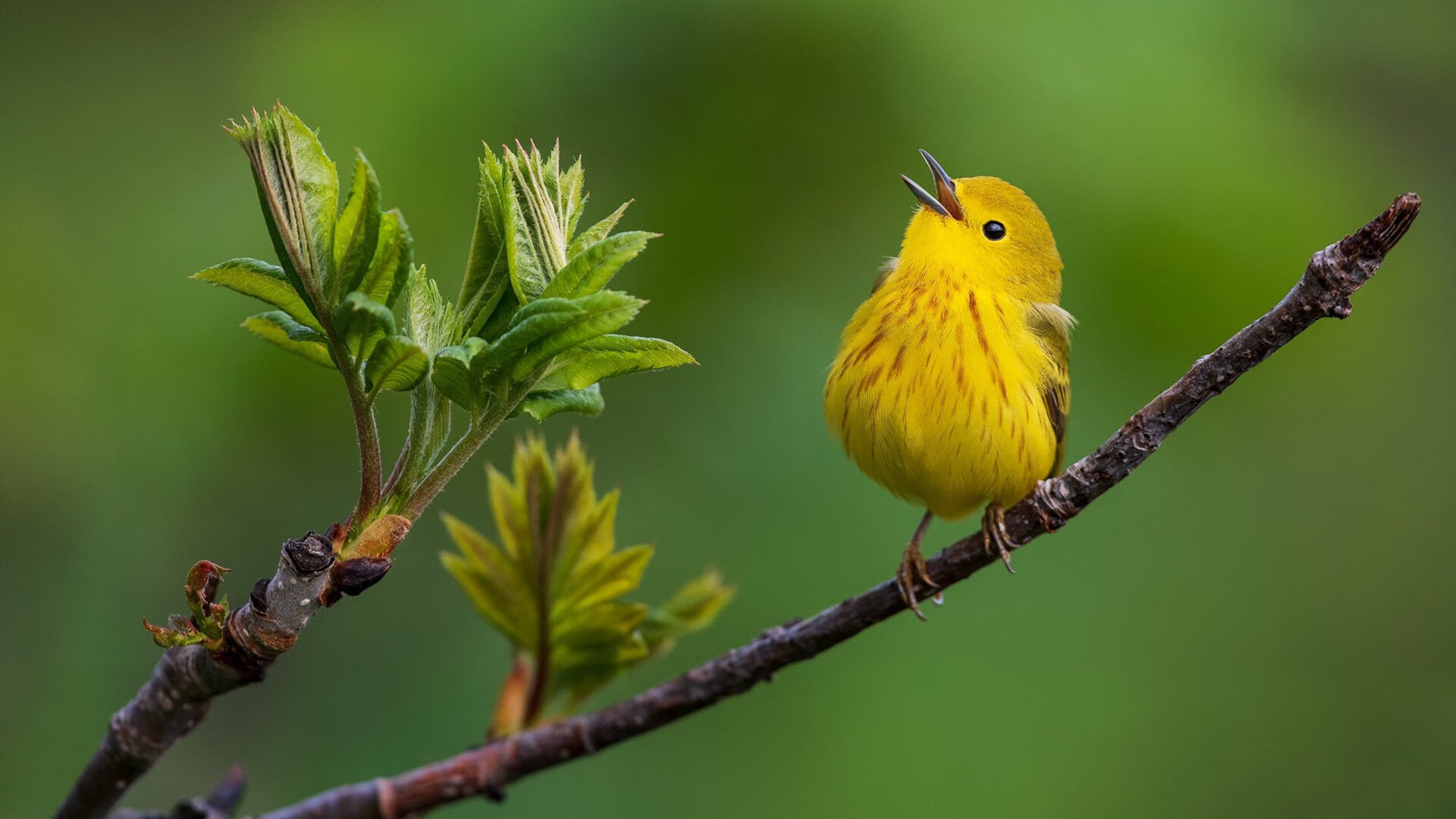 罗马尼亚队赛制调整与执行:团体赛中的最佳战术组合,罗马尼亚球队怎么样
