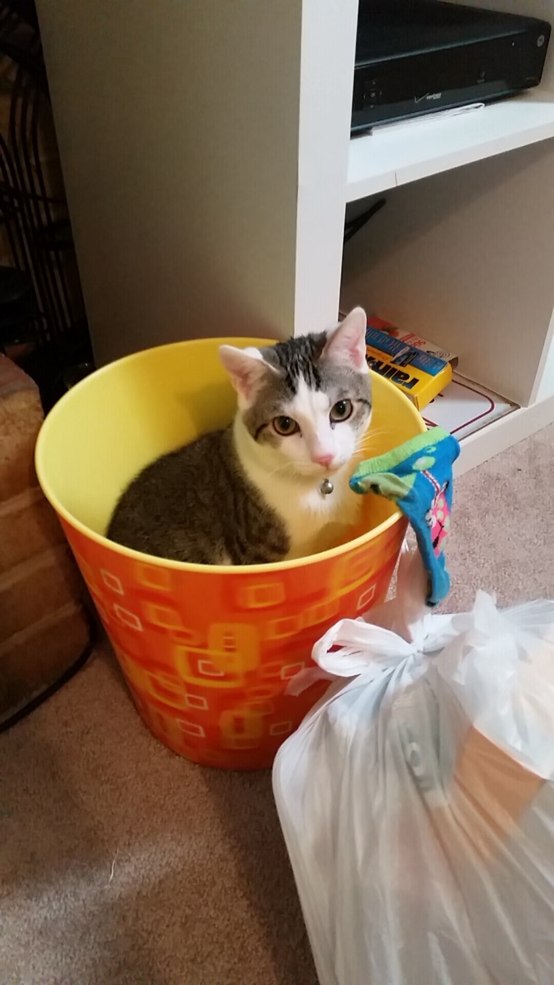 “阿根廷美洲狮队新纪元:马丁·高尔西的崛起标志着新未来”