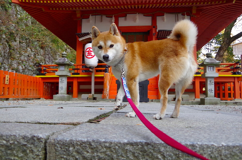 中国男篮赴海外拉练强化国际比赛经验,中国男篮回国隔离地点