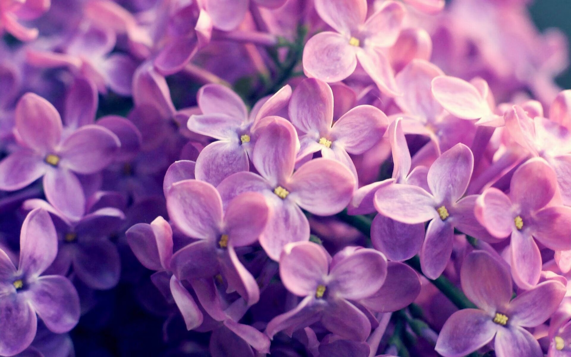 中长距离自由泳表现稳健,长距离自由泳技巧