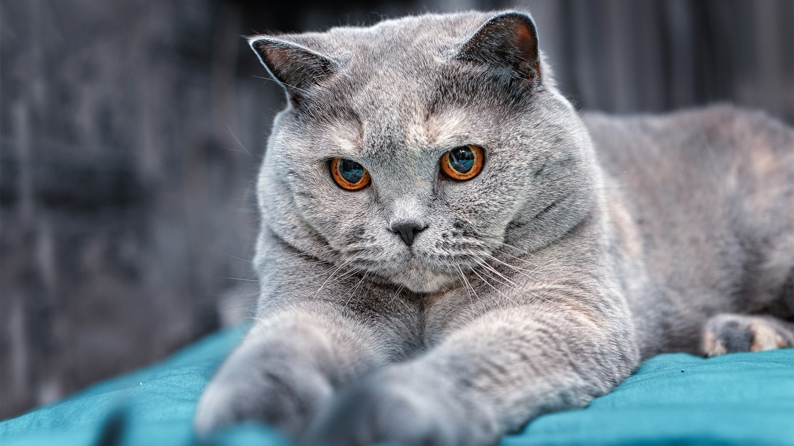 华体会hthapp下载-巴特尔以超凡的防守技巧，成为袋鼠队防线上的中流砥柱，巴特尔会扣篮吗