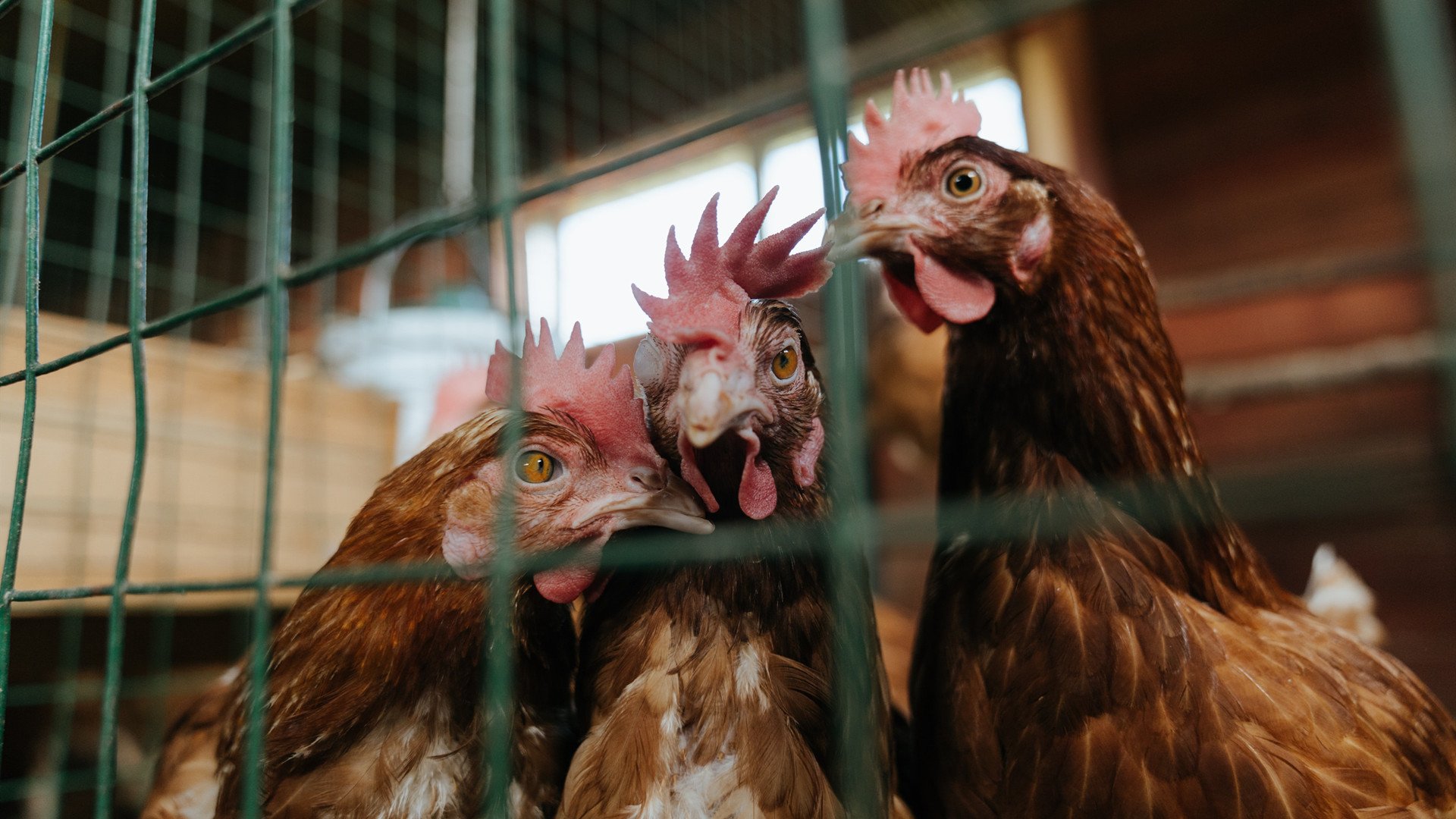 德甲赛场激烈:瞬间突破赢得喝彩!,德甲官方视频