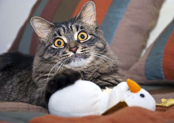 华体会在线-斯洛伐克女篮在欧洲预赛中表现优异，期待奥运入场资格，斯洛伐克女篮国手