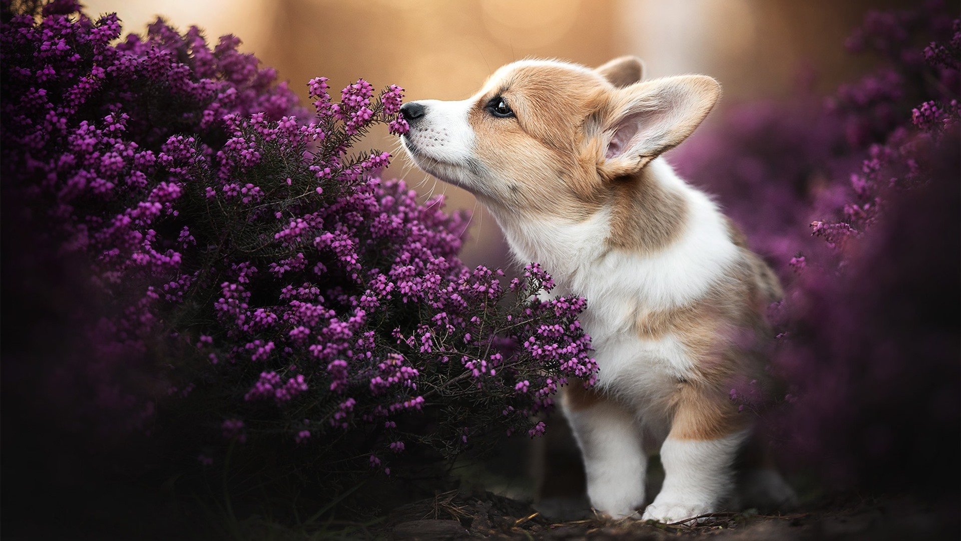 格鲁吉亚女篮在欧洲锦标赛中表现亮眼,迈向世界舞台,格鲁吉亚女子联赛